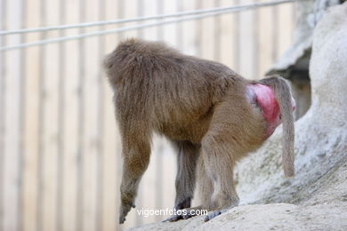 OLIVE BABOON (PAPIO ANUBIS)