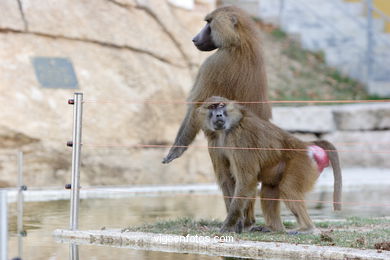 OLIVE BABOON (PAPIO ANUBIS)