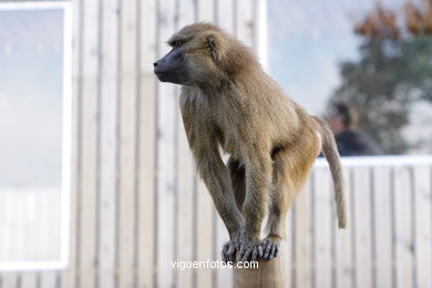 OLIVE BABOON (PAPIO ANUBIS)