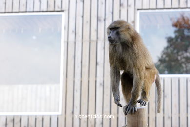 OLIVE BABOON (PAPIO ANUBIS)