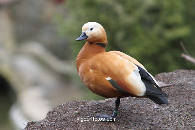 DUCKS. RUDDY SHELDUCK