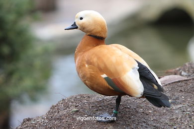 DUCKS. RUDDY SHELDUCK