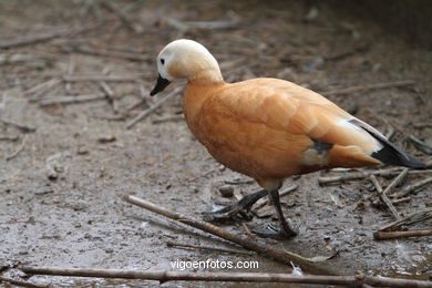 DUCKS. RUDDY SHELDUCK