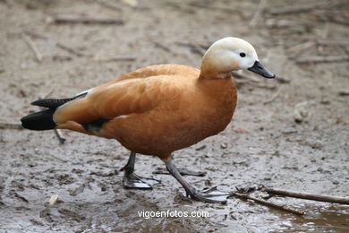 DUCKS. RUDDY SHELDUCK