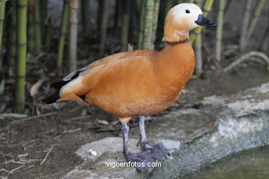 DUCKS. RUDDY SHELDUCK