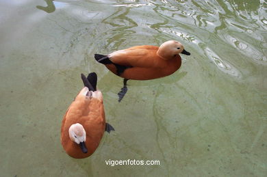 DUCKS. RUDDY SHELDUCK