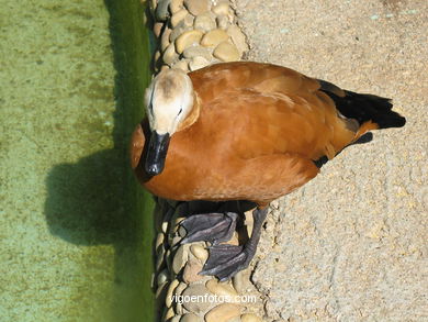 DUCKS. RUDDY SHELDUCK