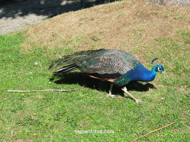 PEACOCKS. INDIAN PEAFOWL