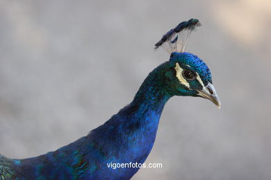 PEACOCKS. INDIAN PEAFOWL