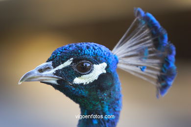 Peacock. Indian Peafowl