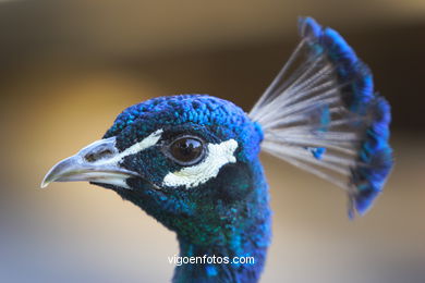 PEACOCKS. INDIAN PEAFOWL