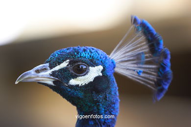 PEACOCKS. INDIAN PEAFOWL