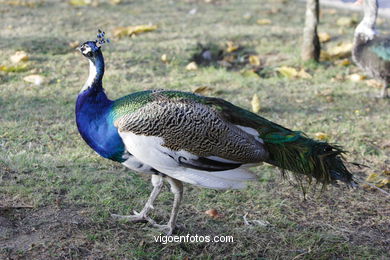 PEACOCKS. INDIAN PEAFOWL