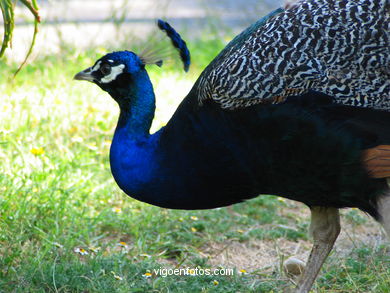 PEACOCKS. INDIAN PEAFOWL