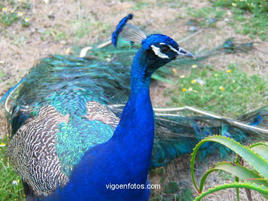 PEACOCKS. INDIAN PEAFOWL