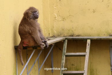 PRIMATAS, MICOS, MACACOS, GORILAS, CHIMPAZÉS, ORANGOTANGOS, LÊMURES, BABUÍNOS,...