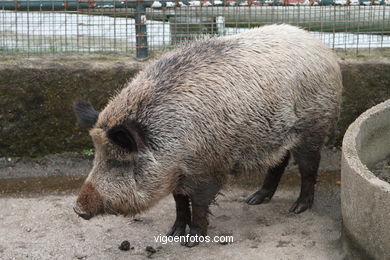 JABALÍ. CERDO SALVAJE