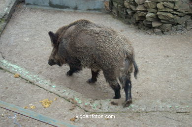 JABALÍ. CERDO SALVAJE