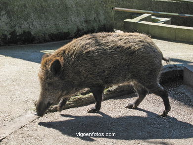 JABALÍ. CERDO SALVAJE