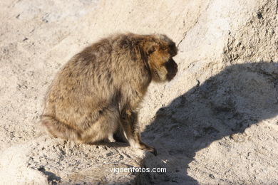 PRIMATAS, MICOS, MACACOS, GORILAS, CHIMPAZÉS, ORANGOTANGOS, LÊMURES, BABUÍNOS,...