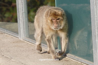 PRIMATAS, MICOS, MACACOS, GORILAS, CHIMPAZÉS, ORANGOTANGOS, LÊMURES, BABUÍNOS,...