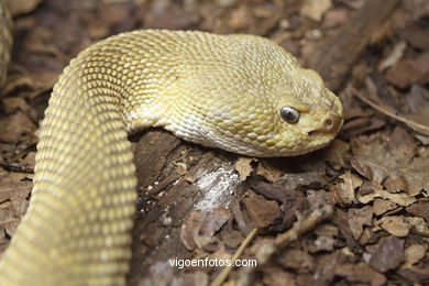 SERPIENTES, CULEBRAS, REPTILES Y ANFIBIOS