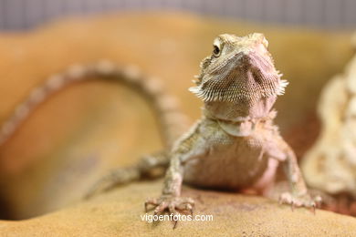 SERPIENTES, CULEBRAS, REPTILES Y ANFIBIOS