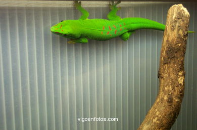SNAKES, REPTILES AND AMPHIBIANS