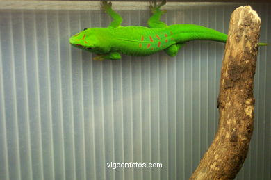 SERPIENTES, CULEBRAS, REPTILES Y ANFIBIOS