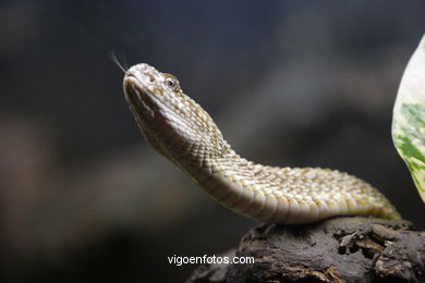 SERPIENTES, CULEBRAS, REPTILES Y ANFIBIOS