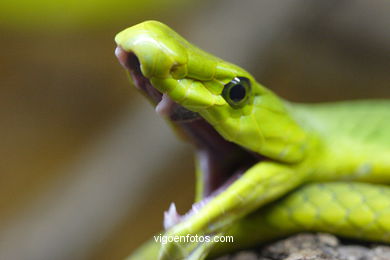 SERPENTES, CULEBRAS, RÉPTEIS E ANFIBIOS