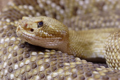 SERPIENTES, CULEBRAS, REPTILES Y ANFIBIOS