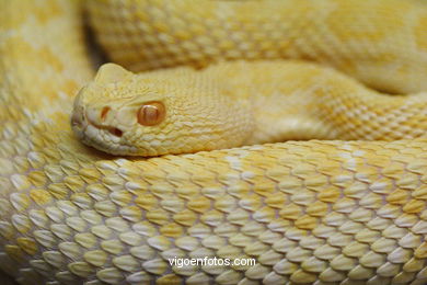 SERPIENTES, CULEBRAS, REPTILES Y ANFIBIOS