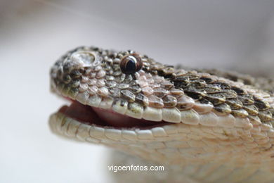 SERPIENTES, CULEBRAS, REPTILES Y ANFIBIOS