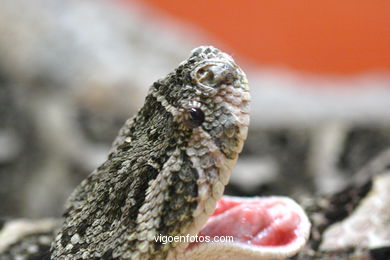 SERPIENTES, CULEBRAS, REPTILES Y ANFIBIOS