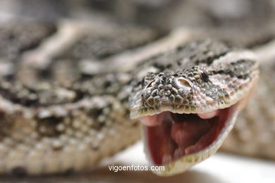 SERPIENTES, CULEBRAS, REPTILES Y ANFIBIOS