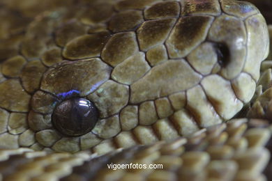 SERPIENTES, CULEBRAS, REPTILES Y ANFIBIOS