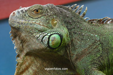 SERPIENTES, CULEBRAS, REPTILES Y ANFIBIOS