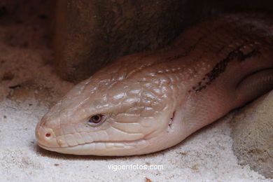 SERPIENTES, CULEBRAS, REPTILES Y ANFIBIOS