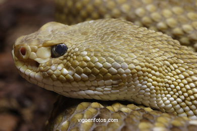 SERPIENTES, CULEBRAS, REPTILES Y ANFIBIOS