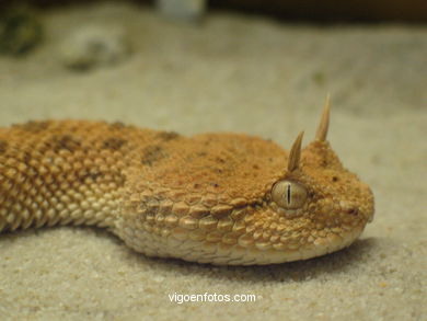 SERPIENTES, CULEBRAS, REPTILES Y ANFIBIOS