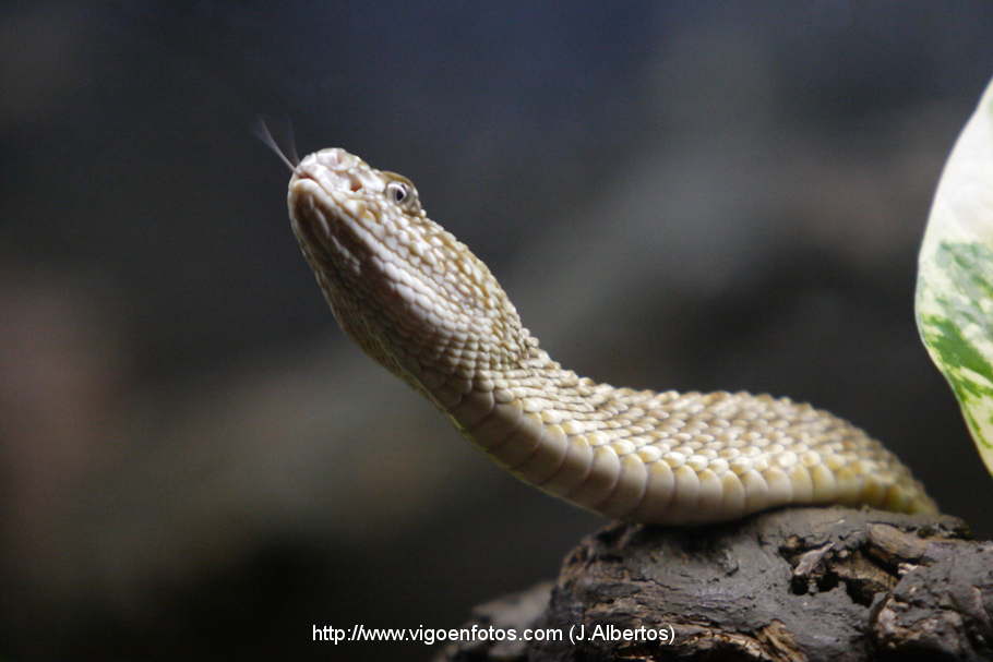 serpiente cobra - Buscar con Google  King cobra snake, Cobra snake, Snake  images