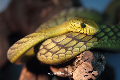 SERPIENTES, CULEBRAS, BOAS, COBRAS, CASCABEL, PITÓN, MAMBA, CORAL...