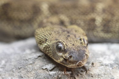 SERPIENTES, CULEBRAS, BOAS, COBRAS, CASCABEL, PITÓN, MAMBA, CORAL...