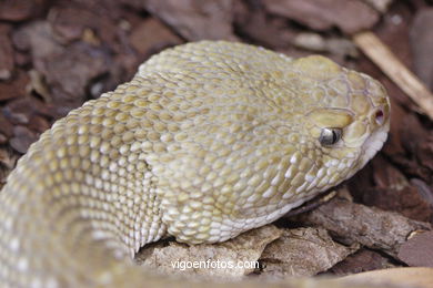 SNAKES, COBRAS, PYTHON, MAMBA, CORAL ...