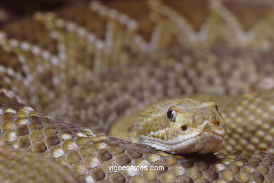 SERPENTES, PÍTON, PITÃO, JIBOIA-CONSTRITORA, MAMBAS, ...