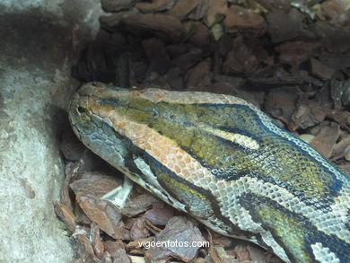 SERPIENTES, CULEBRAS, BOAS, COBRAS, CASCABEL, PITÓN, MAMBA, CORAL...