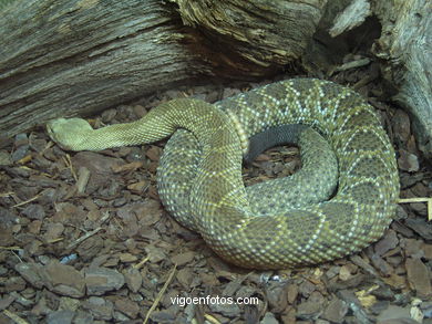 SERPIENTES, CULEBRAS, BOAS, COBRAS, CASCABEL, PITÓN, MAMBA, CORAL...