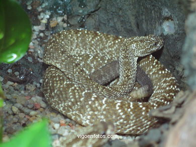 SERPIENTES, CULEBRAS, BOAS, COBRAS, CASCABEL, PITÓN, MAMBA, CORAL...