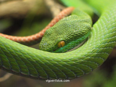 SERPIENTES, CULEBRAS, BOAS, COBRAS, CASCABEL, PITÓN, MAMBA, CORAL...